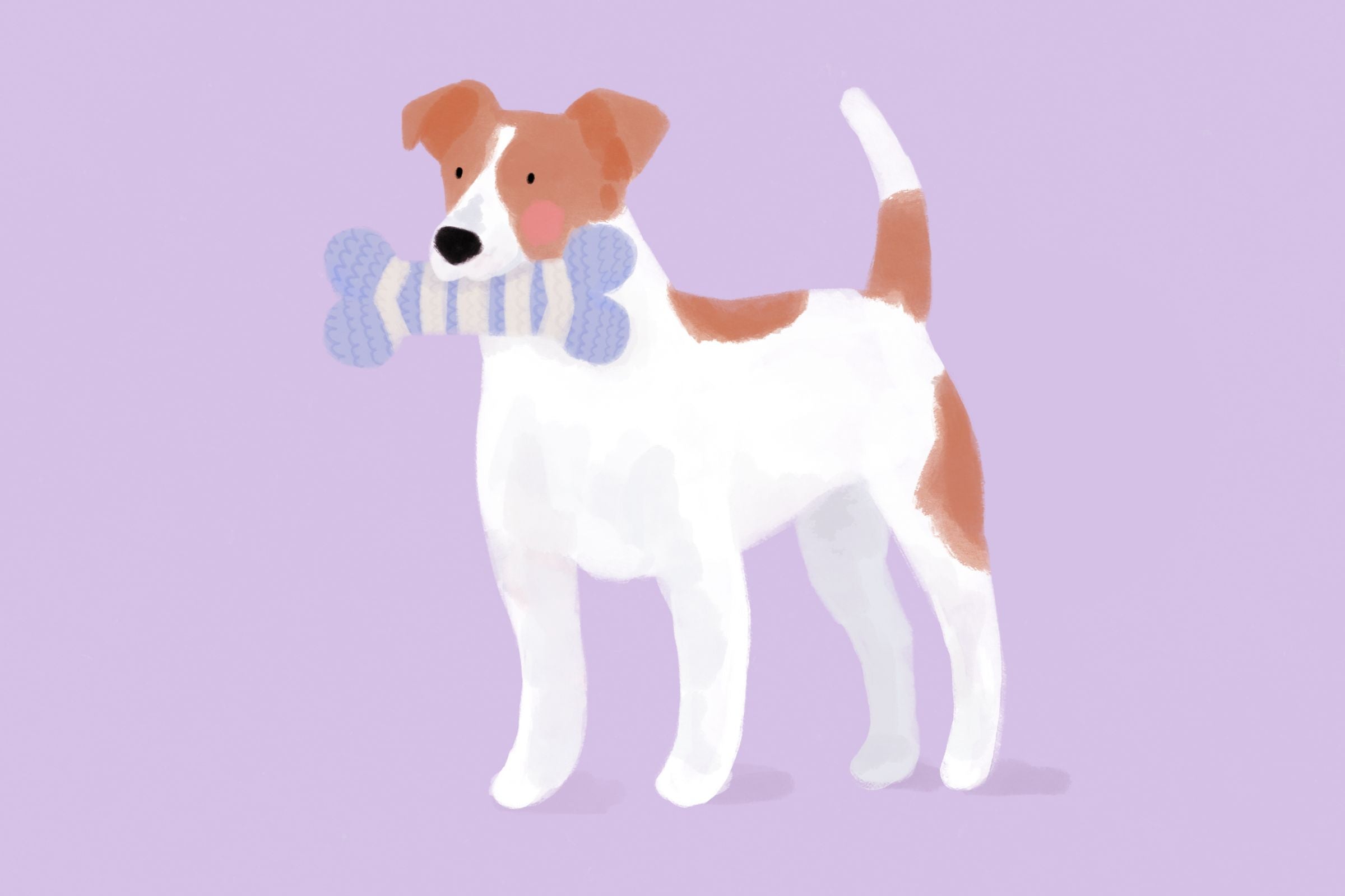 Jack Russell Terrier – mały pies z wielką osobowością