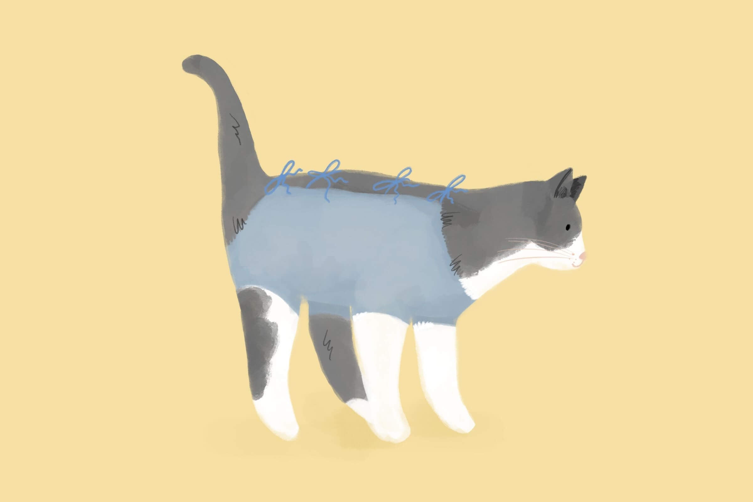 Fakty i mity kastracji oraz sterylizacji – czym różnią się te zabiegi u psów i kotów?