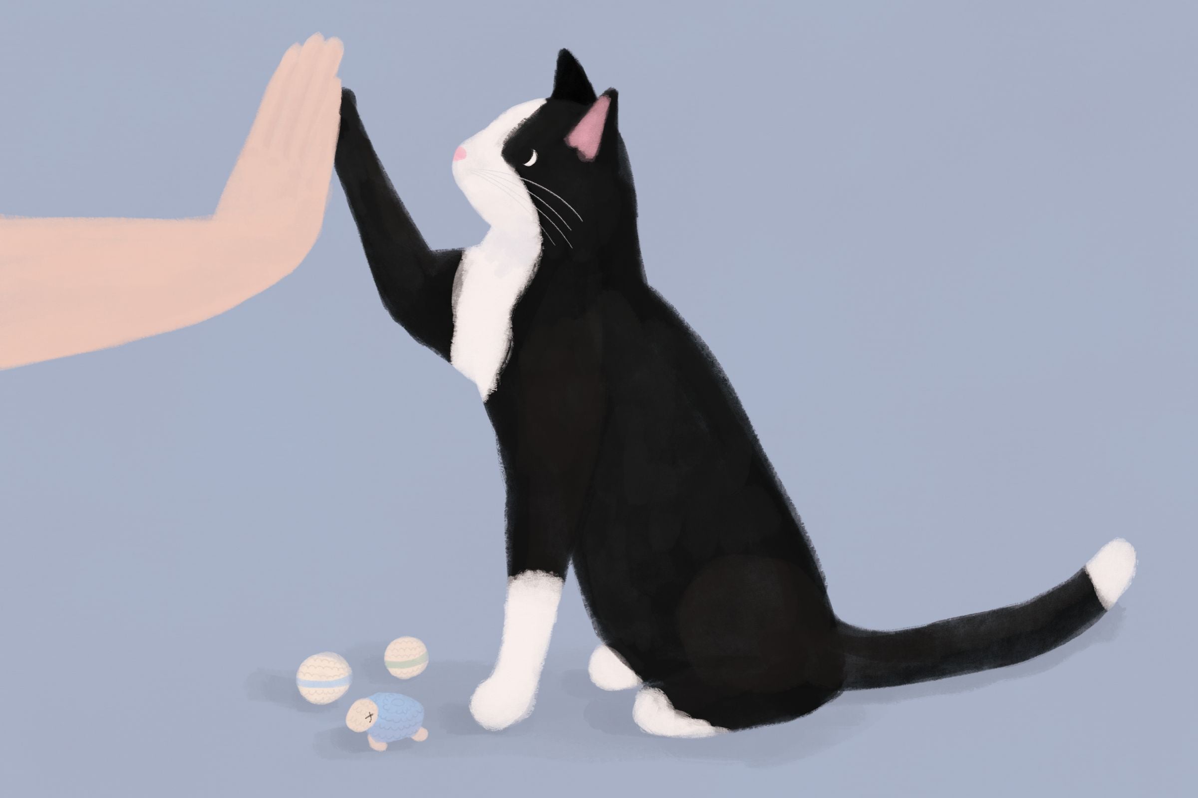 Jakie zabawki są najbezpieczniejsze dla Twojego kota? – Przegląd zabawek, które koty uwielbiają