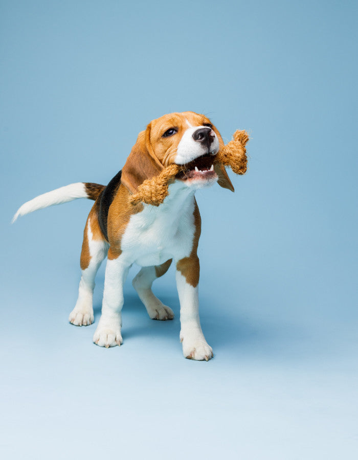 Coconut husk dog rope toy COCO