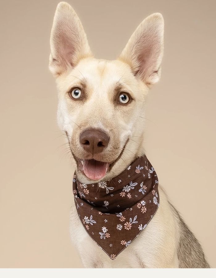 Bandana dla psa HAZEL
