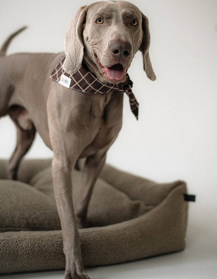 Dog bandana STRATFORD