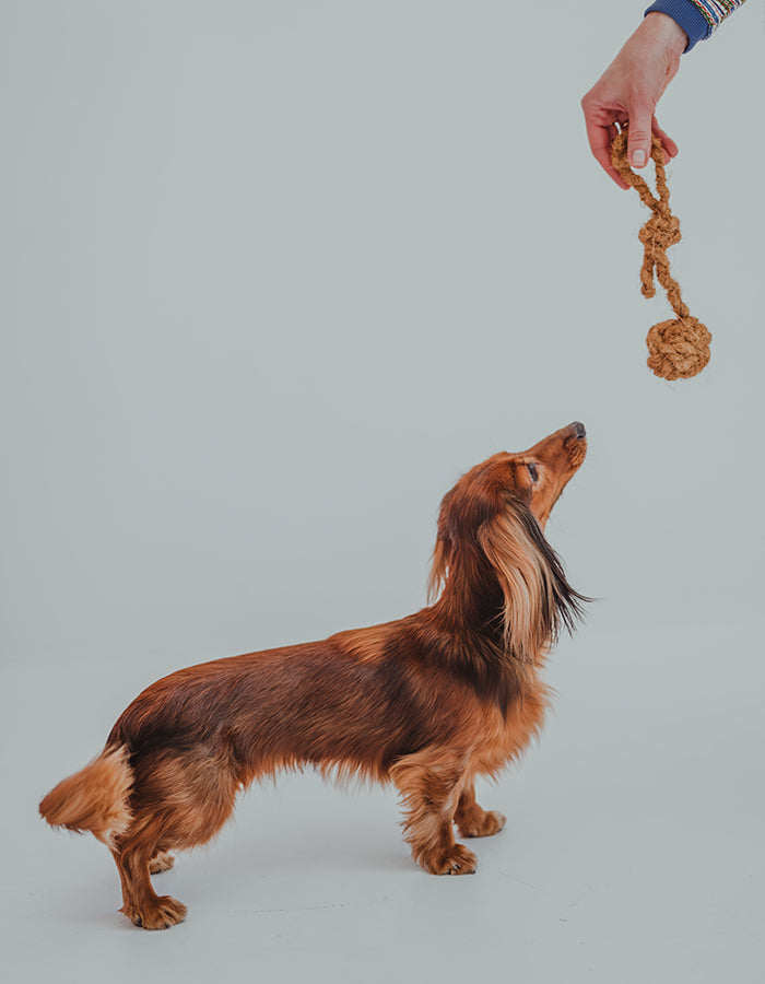 Natural dog chew toy Coconut Husk Rope Toy