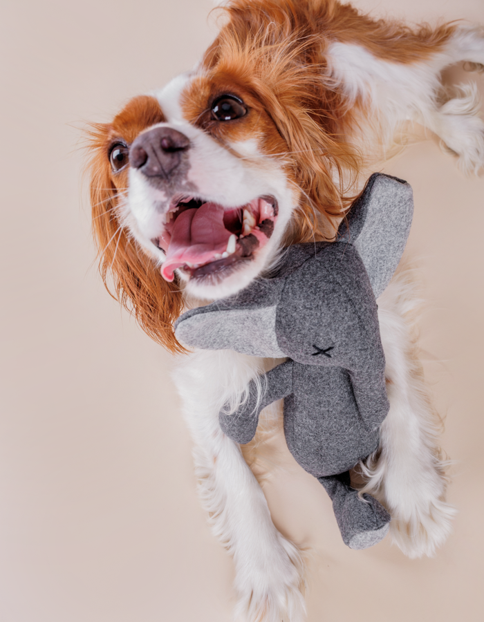 Plush dog toy STEFAN the elephant