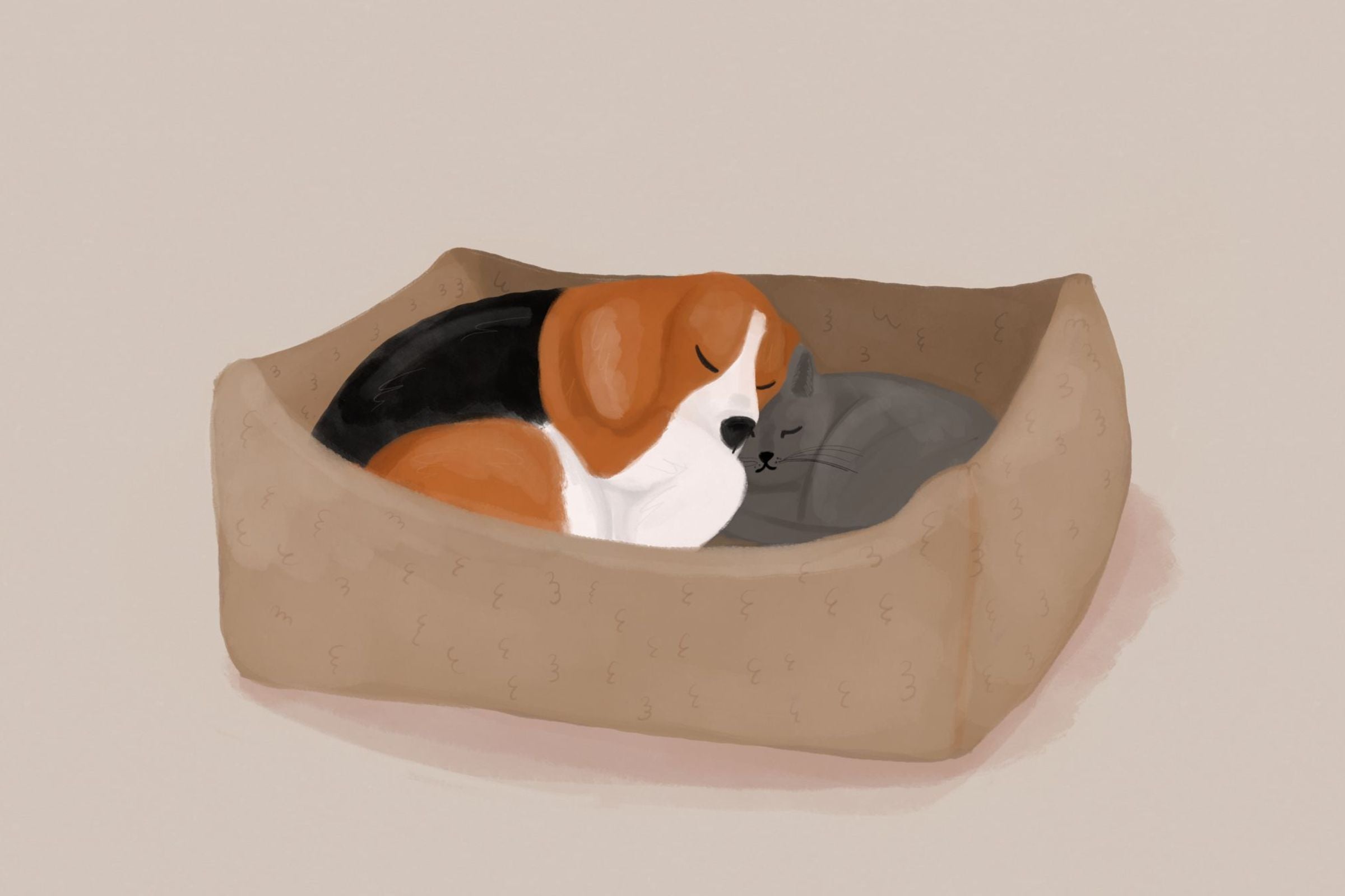 Jak pogodzić psa z kotem w jednym domu - 5 kroków do spokojnego współżycia