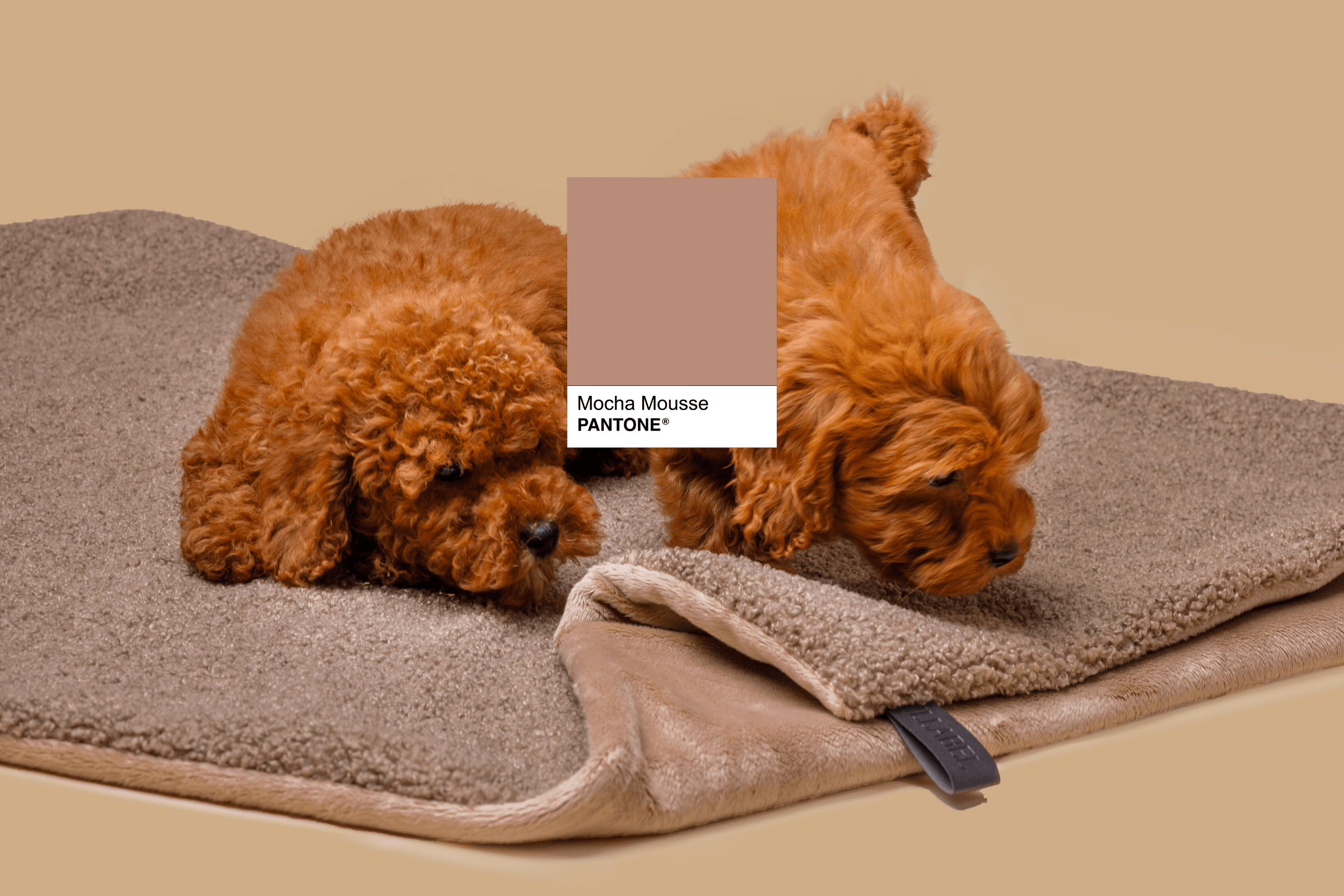 Kolor Roku 2025 Pantone: Mocha Mousse – Elegancja i Ciepło w Domowych Akcesoriach Dla Psów i Kotów