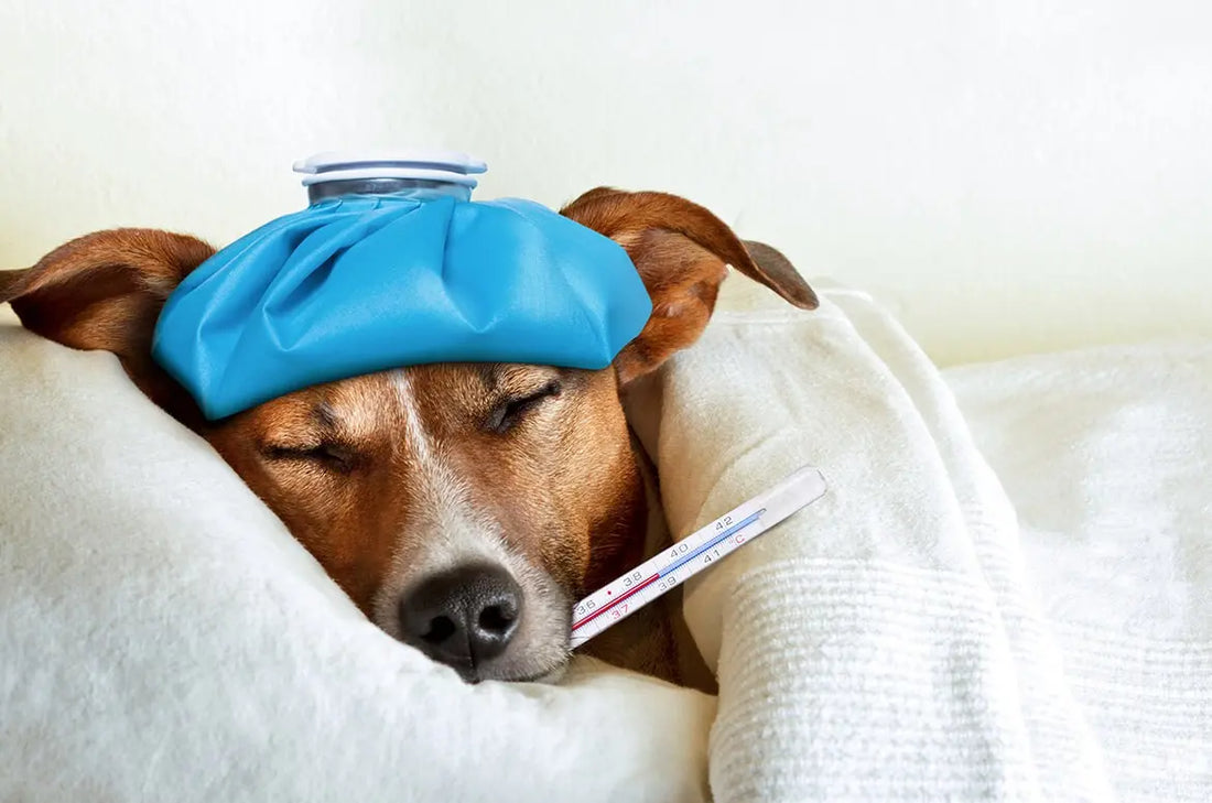 Przeziębienie u psa - jak zapobiegać i leczyć?