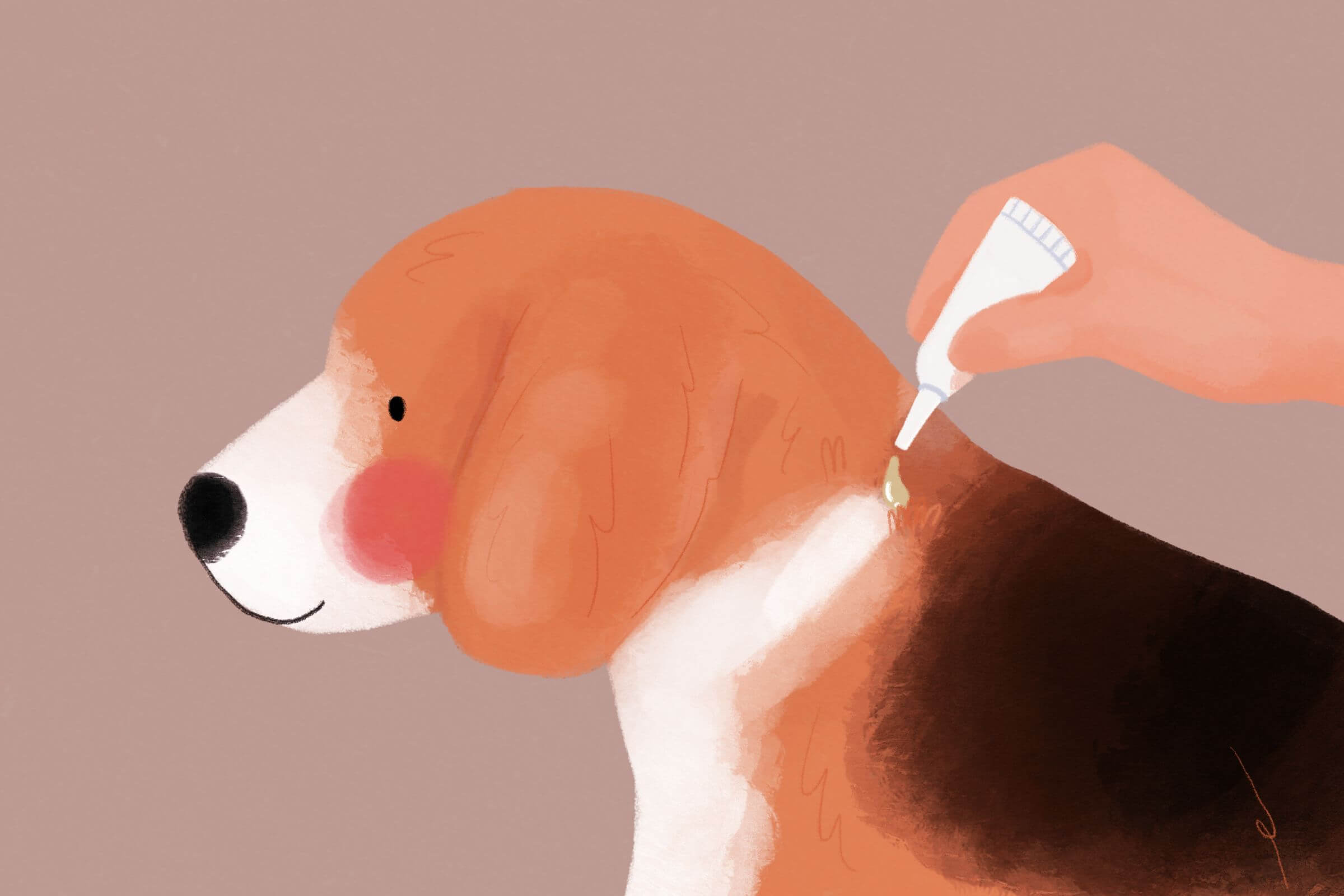 Spacer z psem w sezonie kleszczy - jak mądrze się przygotować