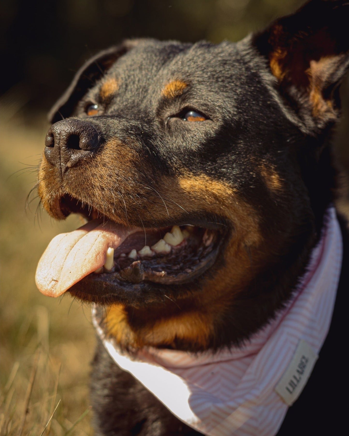 Dog bandana ROSE