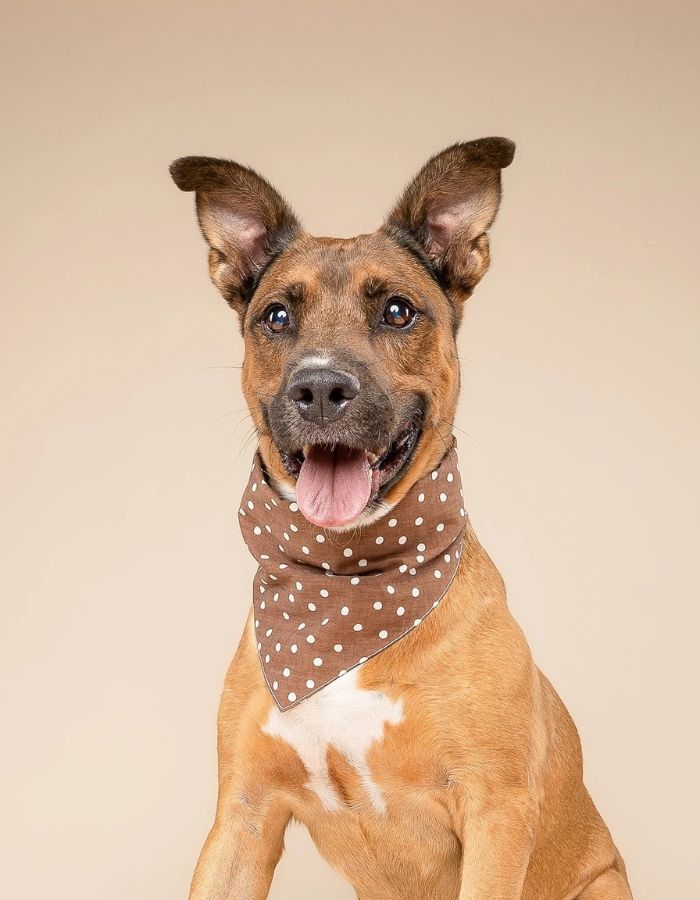 Bandana dla psa CHOCOLATE DOT