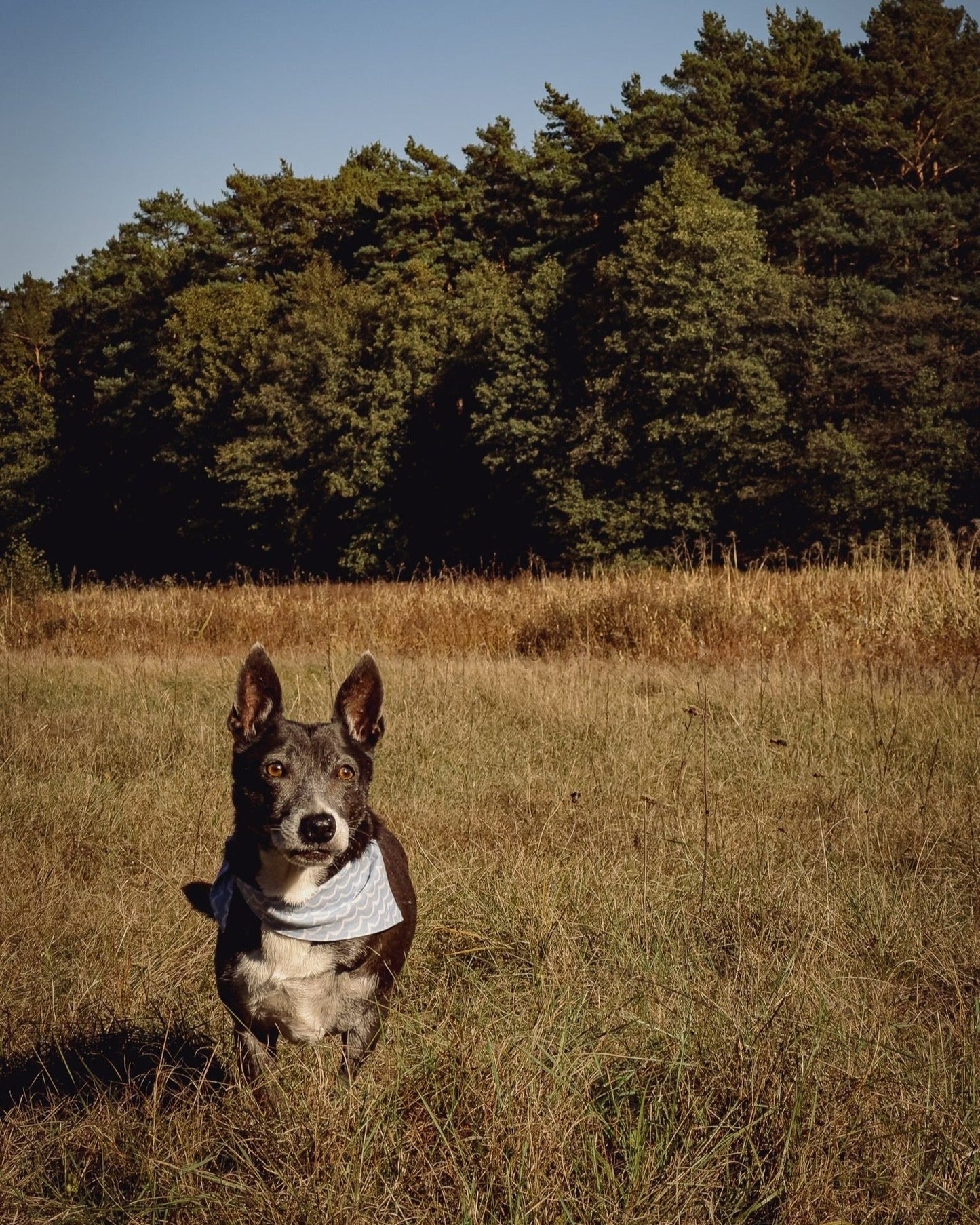 Dog bandana CLASSIC BLUE CHECK