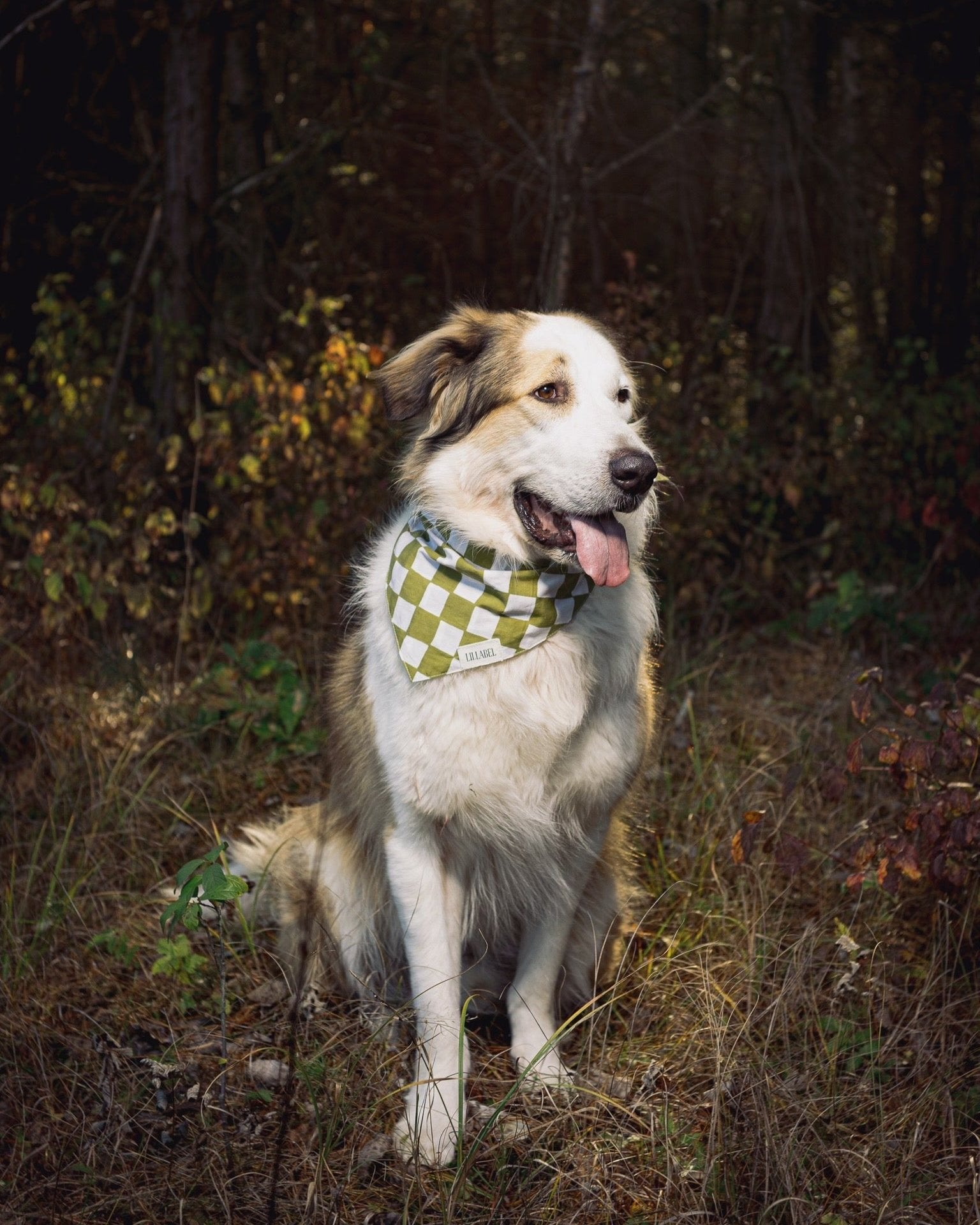 Dog bandana CHECKMATE