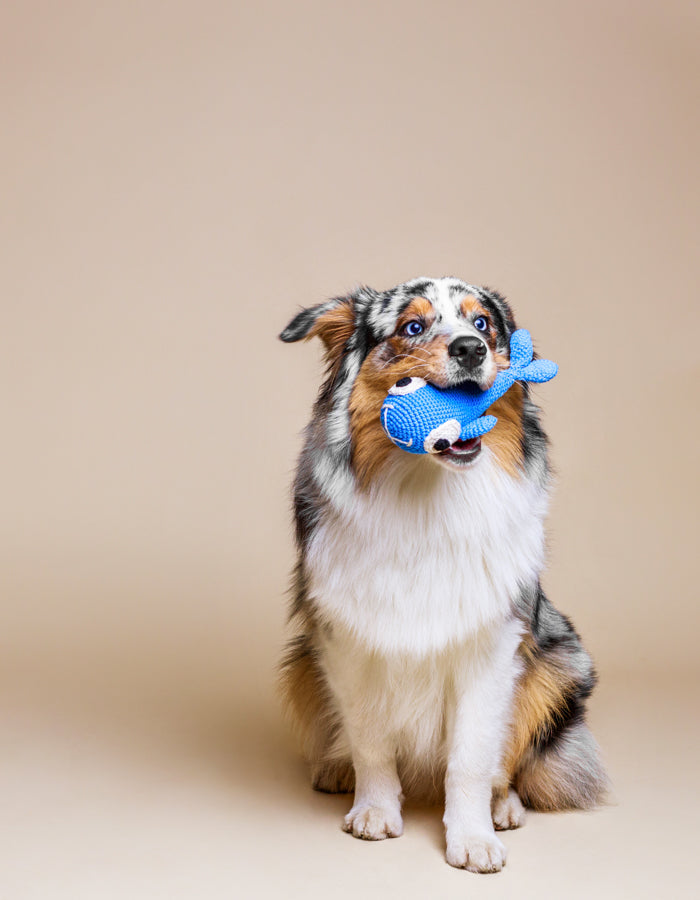 Crochet dog toy BAZYL the whale