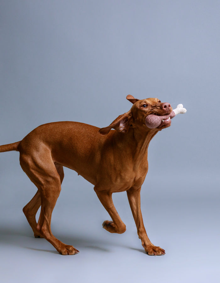 Crochet dog toy CHICKEN