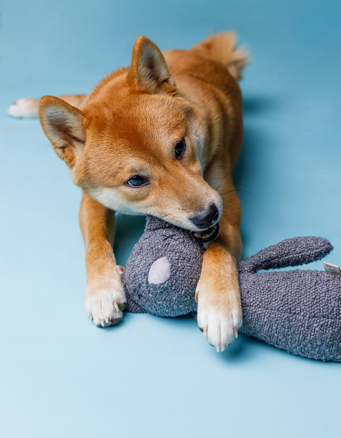 Plush dog toy OTTO the cat