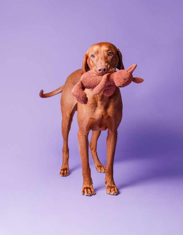 Plush dog toy LEA the squirrel  