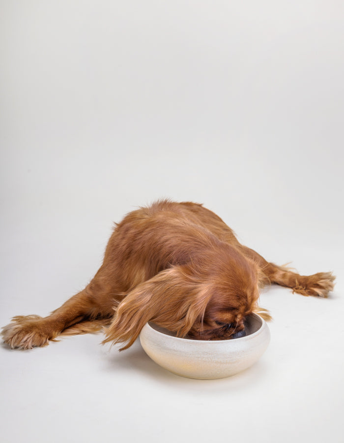 Ceramic bowl for dog or cat SAND