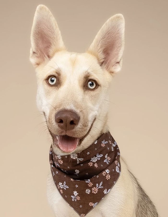Bandana dla psa HAZEL