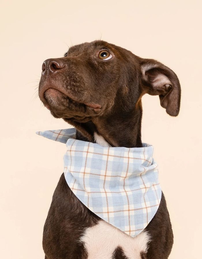 Bandana dla psa TIVOLI