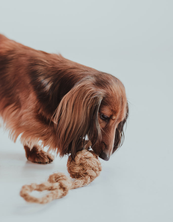 Natural dog chew toy Coconut Husk Rope Toy