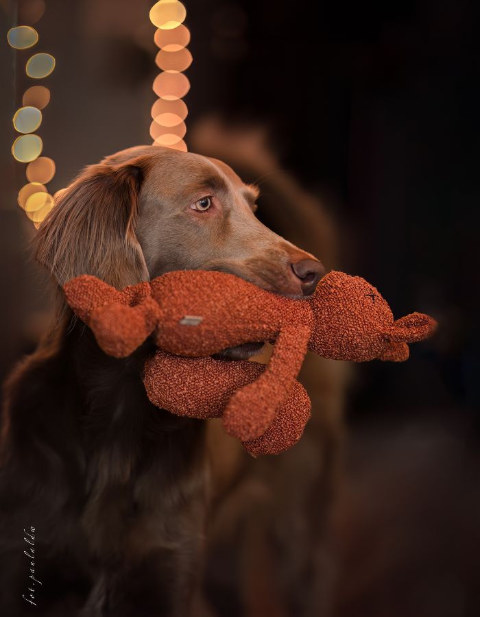 Pluszowa zabawka dla psa wiewiórka LEA